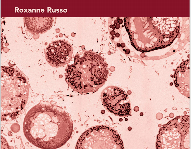 IB生物学教材下载《IB Biology - Revision Workbook - Roxanne Russo - Anthem Press 2020》